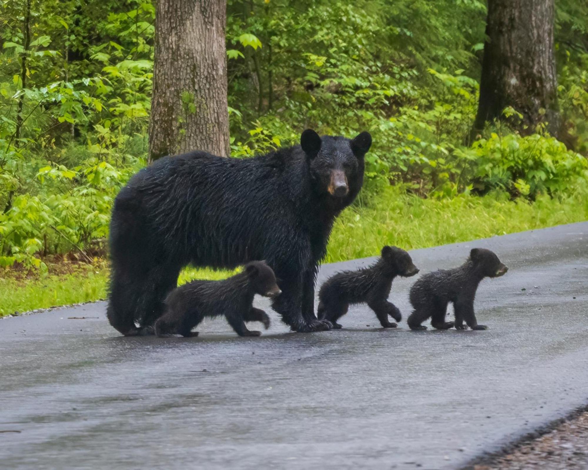 Maple Trails, Wifi, 1089 Free Tickets Each Paid Day, Dollywood And More Gatlinburg Dış mekan fotoğraf